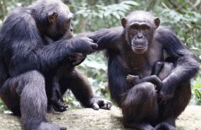 chimpancescb1