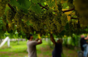 ep archivo   varios racimos de uvas colgando de una parra durante la epoca de vendimia