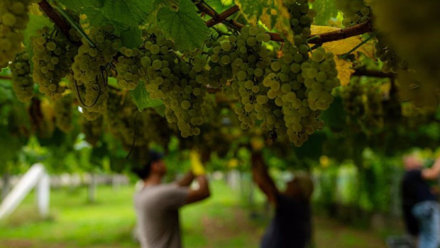 ep archivo   varios racimos de uvas colgando de una parra durante la epoca de vendimia