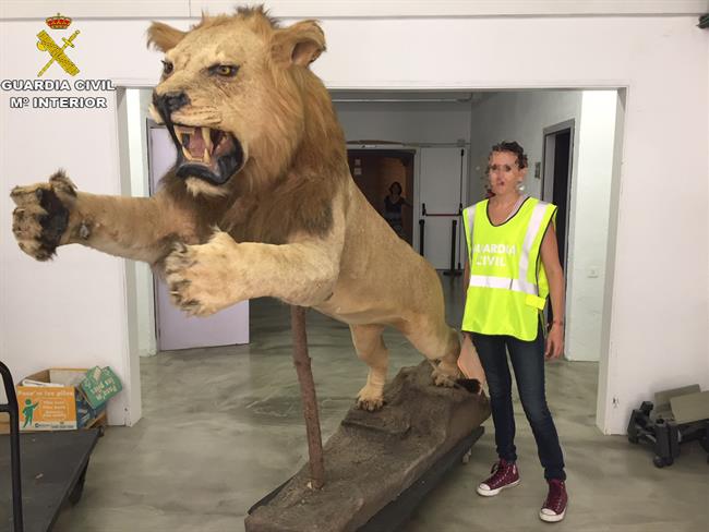 Ejemplar de león africano disecado incautado por la Guardia Civil | GUARDIA CIVIL ep ejemplarleon africano disecado incautadola guardia civil