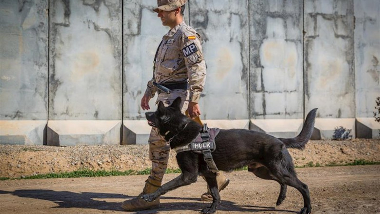 El cabo Simón Tomás Díaz junto a Hulk, perro desactivador de explosivos, en Besmayah (Irak) | EMAD ep el cabo simon tomas diaz junto a hulk perro desactivador de explosivos en besmayah irak