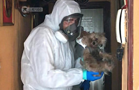 ep el refugio rescata a dos perros de la vivienda en san blas de un matrimonio hospitalizado por