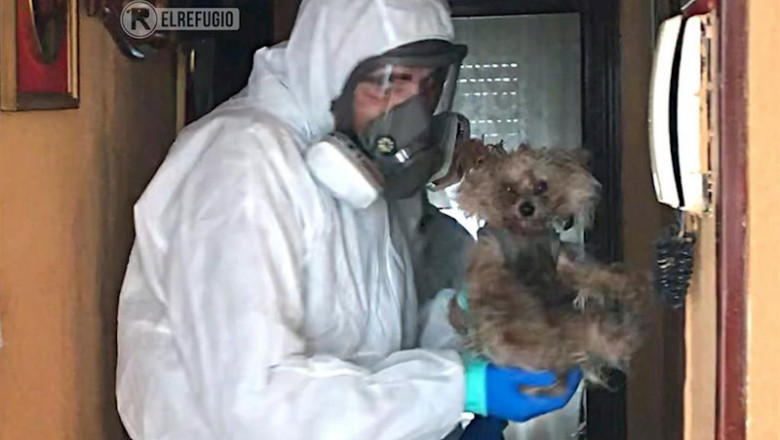 'El Refugio' rescata a dos perros de la vivienda en San Blas de un matrimonio hospitalizado por coronavirus. | EL REFUGIO - Archivo ep el refugio rescata a dos perros de la vivienda en san blas de un matrimonio hospitalizado por