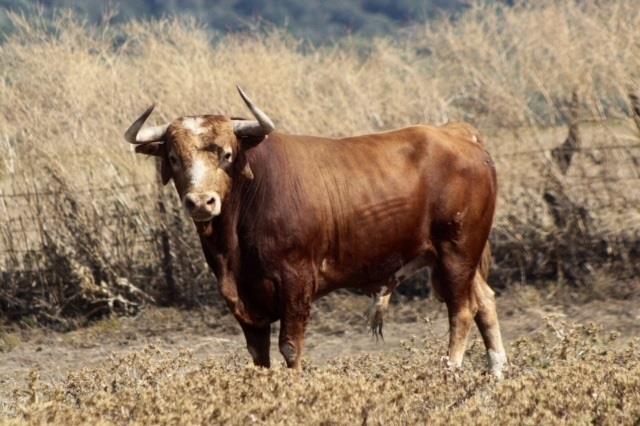 Toro de lidia en el campo | UNIÓN DE CRIADORES DE TOROS DE LIDIA ep torolidiacampo 20170503145605