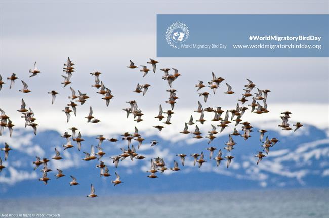 ep 10mayo dia mundiallas aves migratorias