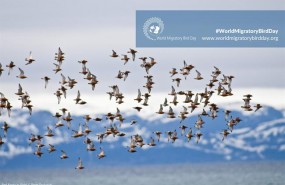 ep 10mayo dia mundiallas aves migratorias