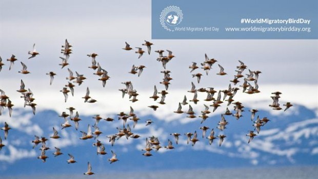 ep 10mayo dia mundiallas aves migratorias