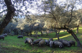 ep archivo   cerdos ibericos se alimentan en una dehesa
