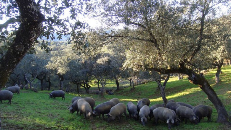 Archivo - Cerdos ibéricos se alimentan en una dehesa. | COOPERATIVAS AGRO-ALIMENTARIAS - Archivo ep archivo cerdos ibericos se alimentan en una dehesa