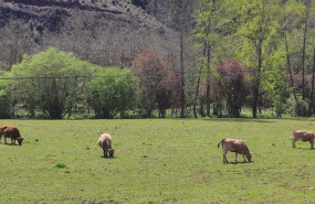 ep archivo   vacas de carne ganaderia medio rural