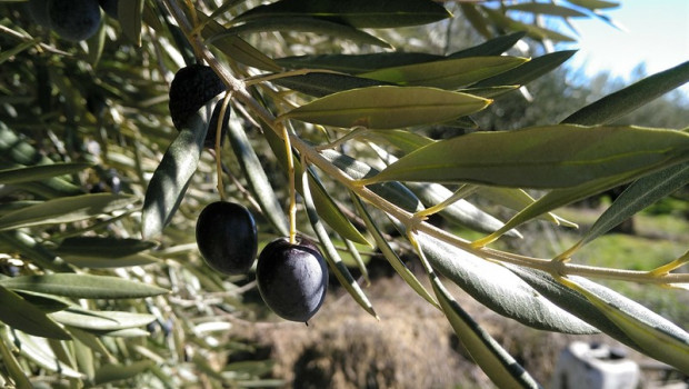 ep extremadura impulsaturismo gastronomicouna rutaaceiteolivaotraiberico