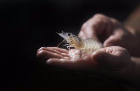 ep la empresa de acuicultura noray seafood se dedica al cultivo sostenible de langostinos