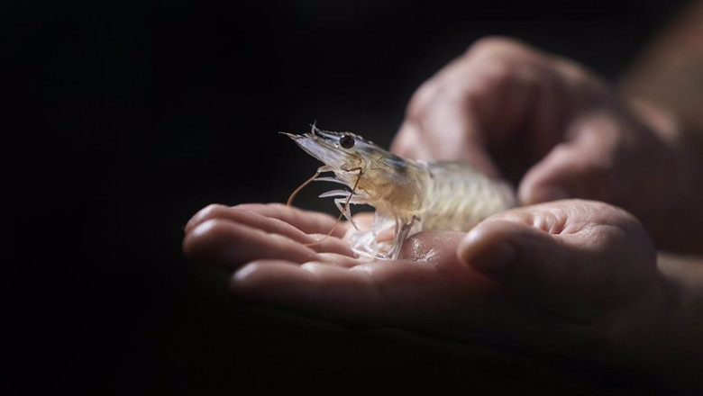 ep la empresa de acuicultura noray seafood se dedica al cultivo sostenible de langostinos