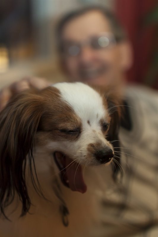 ep la terapia asistida con animales ayuda a mas de 900 ninos y 300 adultos