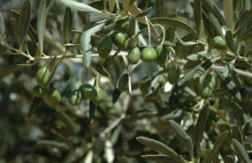 ep las ventas de aceite envasado alcanzan 56 millones de litros en noviembre un 105 menos segun