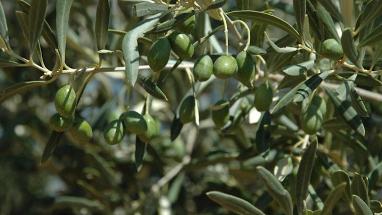 Las ventas de aceite envasado alcanzan 56 millones de litros en noviembre, un 10,5% menos, según Anierac | EUROPA PRESS - Archivo ep las ventas de aceite envasado alcanzan 56 millones de litros en noviembre un 105 menos segun
