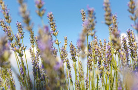 ep lavanda