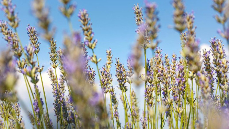 ep lavanda ep lavanda