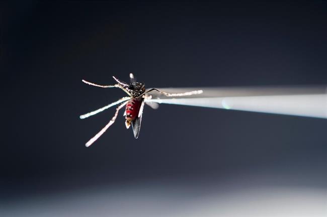 Mosquito Aedes aegypti zika | JEFF MILLER/UNIVERSITY OF WISCONSIN-MADISON ep mosquito aedes aegypti zika