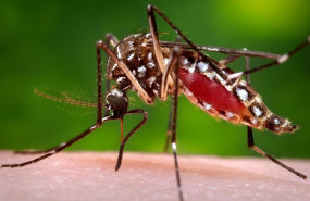 ep mosquitochikungunya