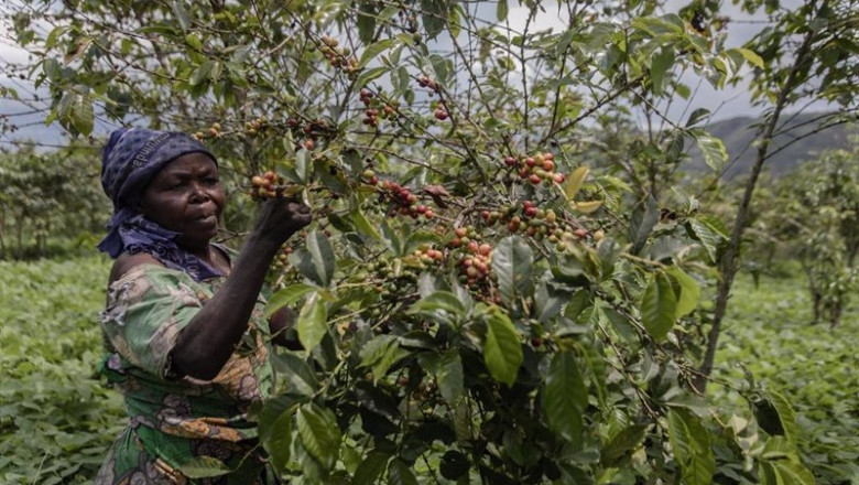 Archivo - Cafetales en el RD Congo | NESPRESSO - Archivo ep archivo cafetales en el rd congo