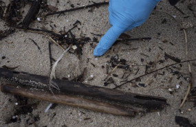 ep archivo   un voluntario recoge pellets en la playa de samil a 10 de enero de 2024 en vigo