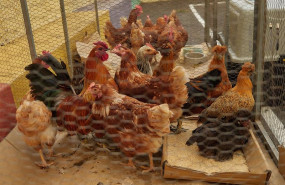 ep archivo varias gallinas en una granaja ep archivo varias gallinas en una granaja