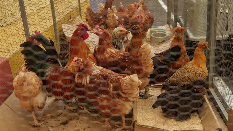 ep archivo varias gallinas en una granaja ep archivo varias gallinas en una granaja