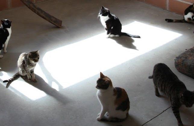 Comienza una recogida de firmas para pedir el control de las colonias de gatos | EUROPA PRESS ep comienzarecogidafirmaspedircontrollas coloniasgatos