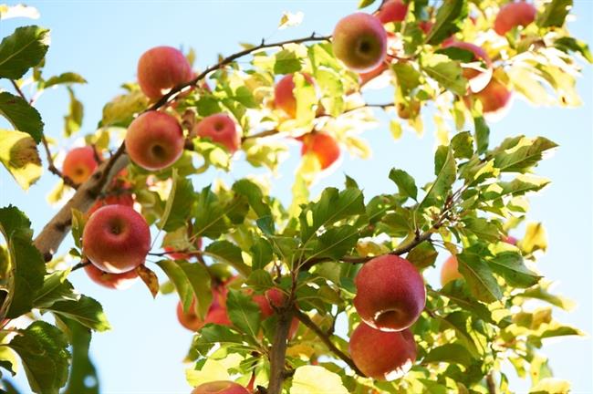 Manzanas Pink Lady | PINK LADY ep manzanas pink lady