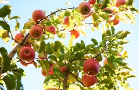ep manzanas pink lady