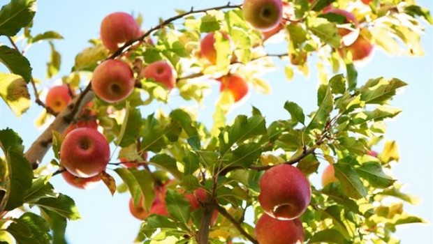 ep manzanas pink lady