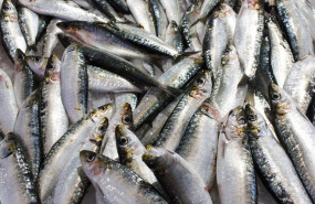 ep sardinas