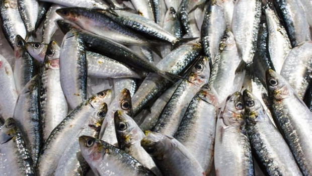 ep sardinas