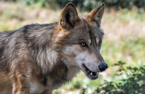 ep union de uniones critica el mutismo de miteco con el lobo aagesen ha tenido tiempo para ponerse