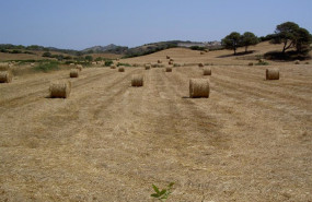 ep archivo - campo de cultivo