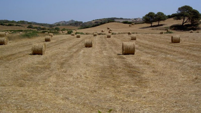 Archivo - Campo de cultivo. | CAIB - Archivo ep archivo - campo de cultivo