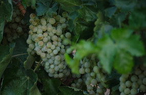 ep archivo un racimo de uvas durante la vendimia ep archivo un racimo de uvas durante la vendimia