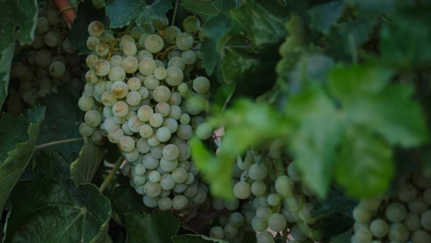 ep archivo   un racimo de uvas durante la vendimia