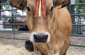 ep archivo   una vaca de raza asturiana de los valles durante una muestra de ganado
