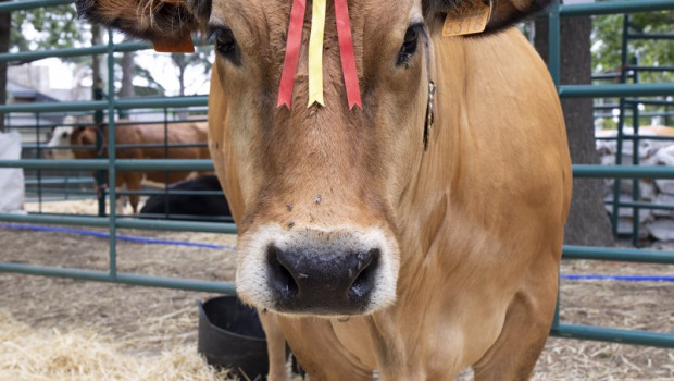 ep archivo   una vaca de raza asturiana de los valles durante una muestra de ganado