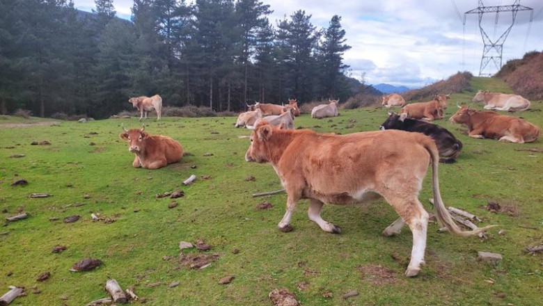 Archivo - Vacas en libertad en montes de Alonsotegi | EUROPA PRESS - Archivo ep archivo vacas en libertad en montes de alonsotegi