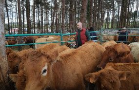 ep archivo   varias vacas durante la feira do poldro e do gando do monte a 28 de septiembre de 2025