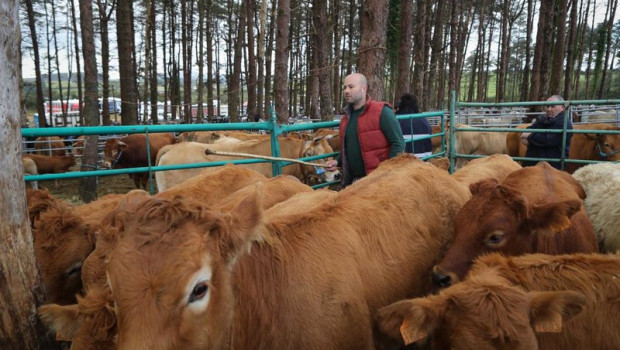 ep archivo   varias vacas durante la feira do poldro e do gando do monte a 28 de septiembre de 2025