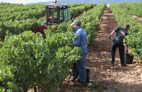 ep archivo   vendimiadores recogen uvas para la temporada de vendimia