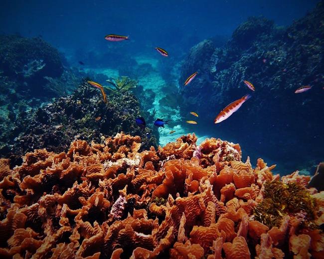 ep arrecifecoralroatan honduras