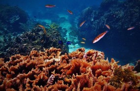 ep arrecifecoralroatan honduras