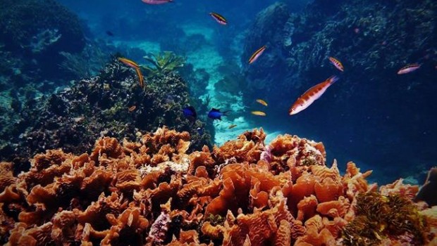 ep arrecifecoralroatan honduras