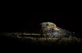 ep cientificos del csic afirman que las aves nocturnas podrian comunicarse a traves de la