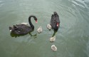 ep crias cisne negro ep crias cisne negro